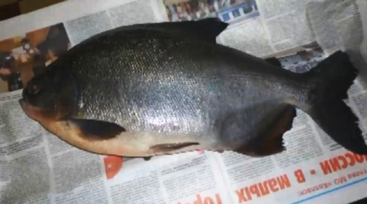 fishwith teeth...